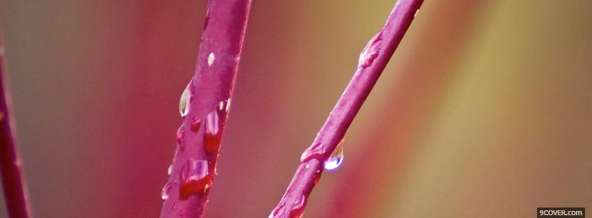 Photo pink branches nature Facebook Cover for Free