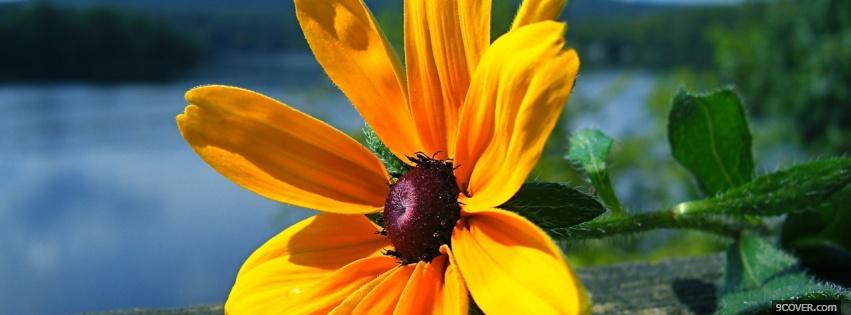 Photo yellow marvelous flower nature Facebook Cover for Free