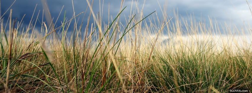 Photo dried grass nature Facebook Cover for Free