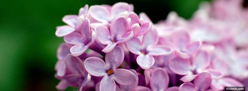 Photo light purple little flowers Facebook Cover for Free
