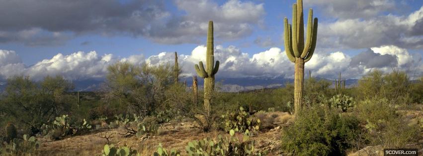 Photo cactus and sky nature Facebook Cover for Free