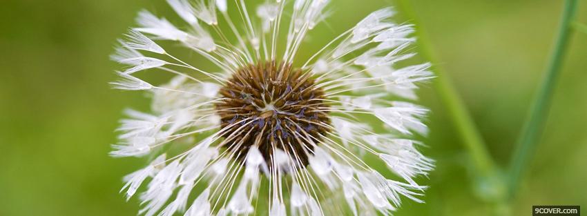 Photo dandelion flower nature Facebook Cover for Free