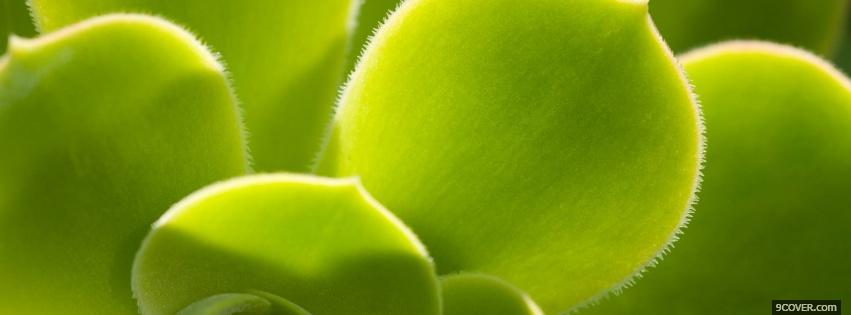 Photo plant leaf nature Facebook Cover for Free