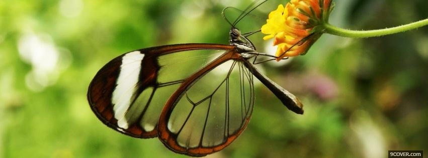 Photo glasswing butterfly nature Facebook Cover for Free