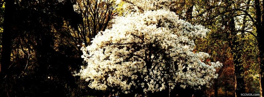 Photo white flowers on tree Facebook Cover for Free