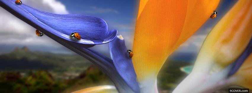 Photo ladybugs flower nature Facebook Cover for Free