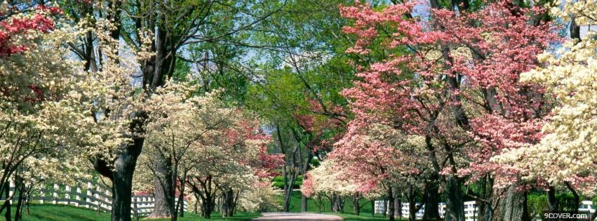Photo colorful trees nature Facebook Cover for Free
