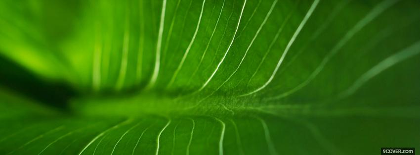 Photo simply a leaf nature Facebook Cover for Free