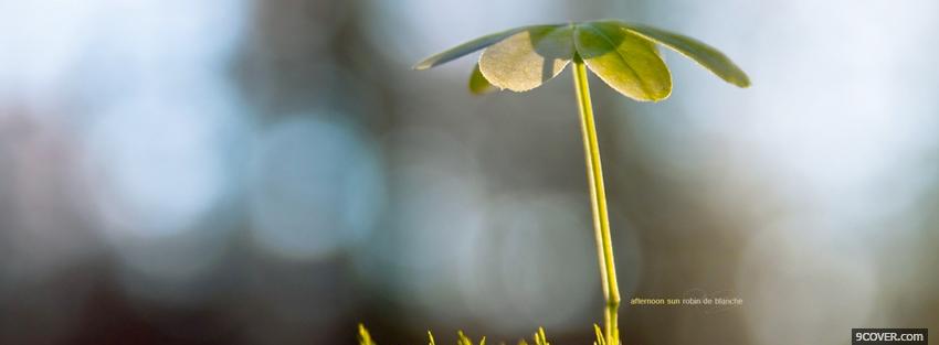 Photo green little plant nature Facebook Cover for Free