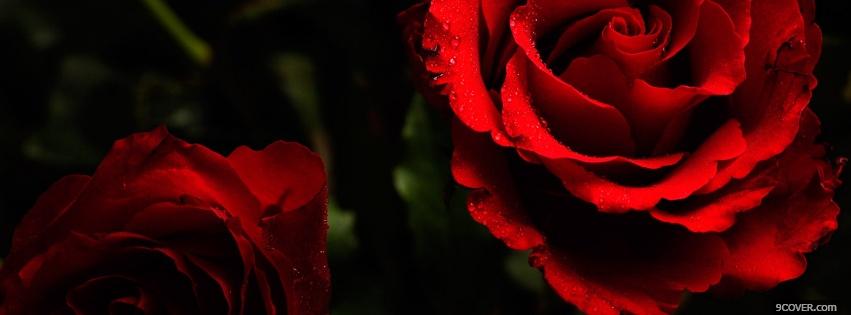 Photo wonderful roses nature Facebook Cover for Free