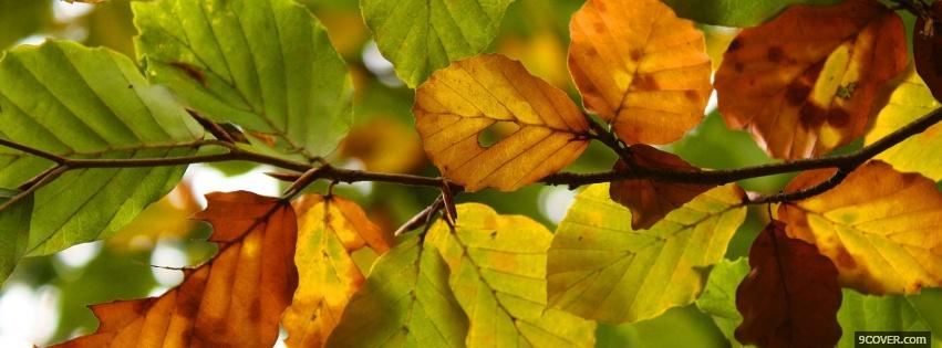 Photo green orange leaves nature Facebook Cover for Free