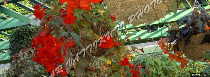 Photo red little flowers nature Facebook Cover for Free