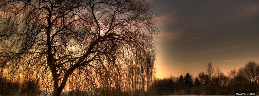 Photo evening sun tree nature Facebook Cover for Free