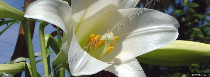 Photo white big flower nature Facebook Cover for Free