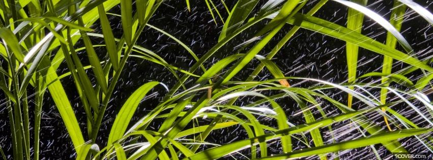 Photo palm leaves nature Facebook Cover for Free