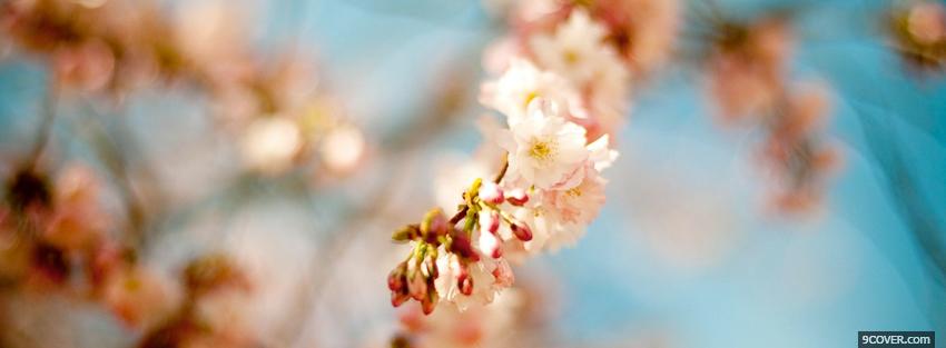 Photo spring nature Facebook Cover for Free