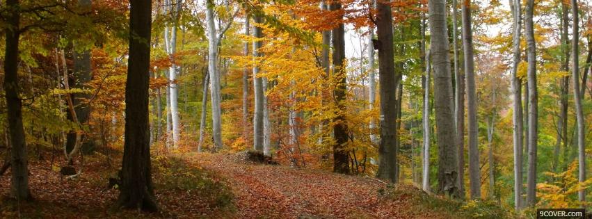 Photo autumn forest nature Facebook Cover for Free