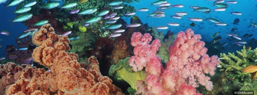 Photo corals fish nature Facebook Cover for Free