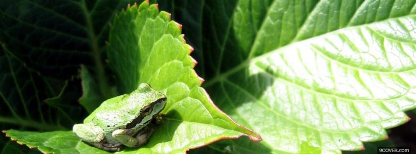 Photo frog and leaf nature Facebook Cover for Free