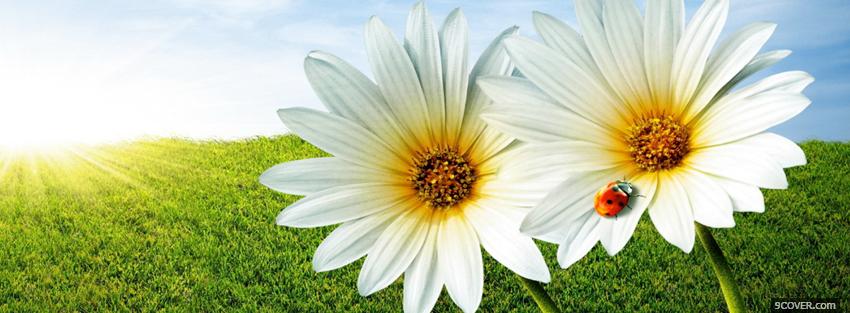 Photo two daisy flowers nature Facebook Cover for Free