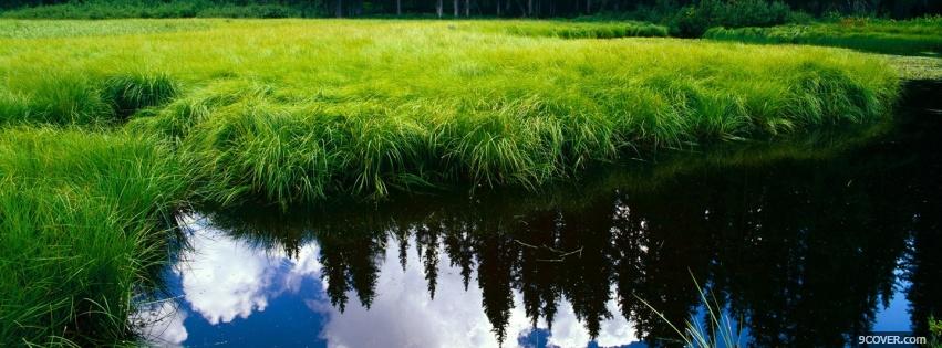 Photo green grass in water nature Facebook Cover for Free