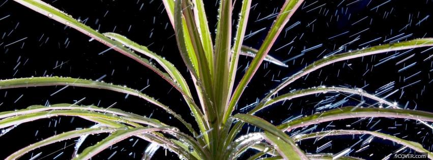 Photo plants and rain nature Facebook Cover for Free