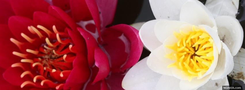 Photo pink and white flower nature Facebook Cover for Free