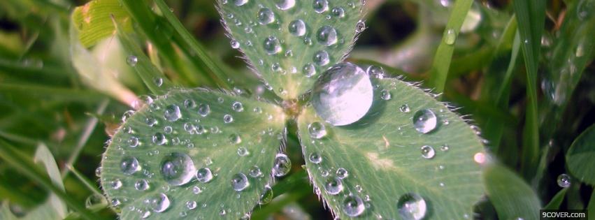 Photo rain drops nature Facebook Cover for Free