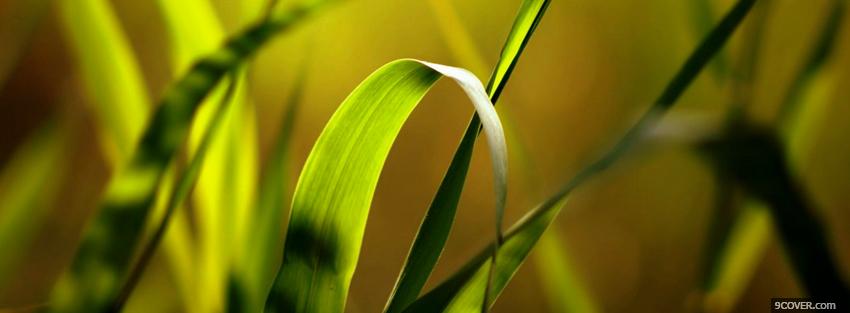 Photo summer grass nature Facebook Cover for Free