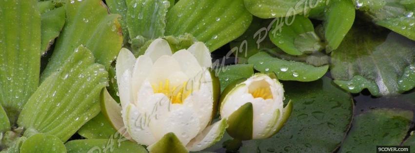 Photo white water lily nature Facebook Cover for Free