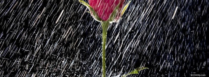 Photo rain and flower nature Facebook Cover for Free