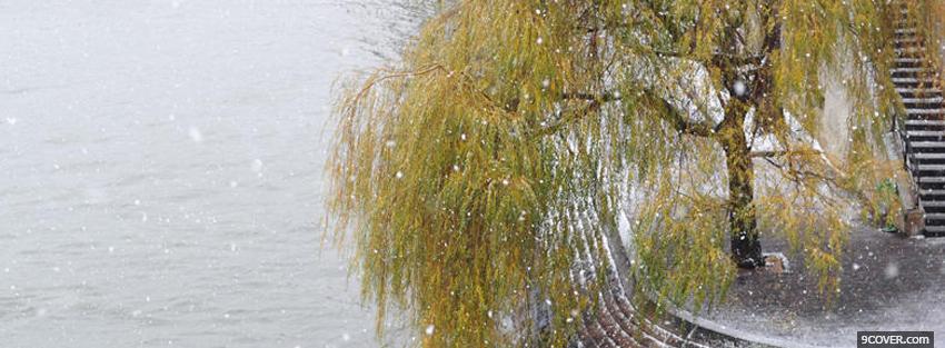 Photo willow tree nature Facebook Cover for Free