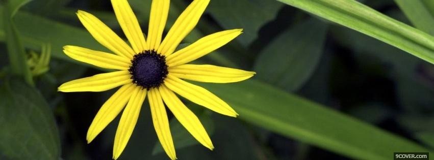 Photo yellow simple flower nature Facebook Cover for Free