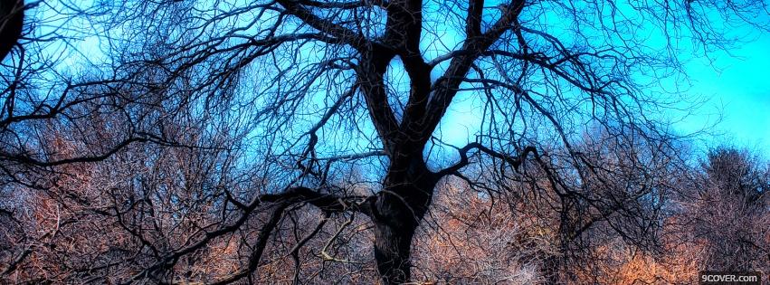 Photo tree no leaves nature Facebook Cover for Free