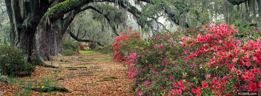 Photo trees and flowers nature Facebook Cover for Free
