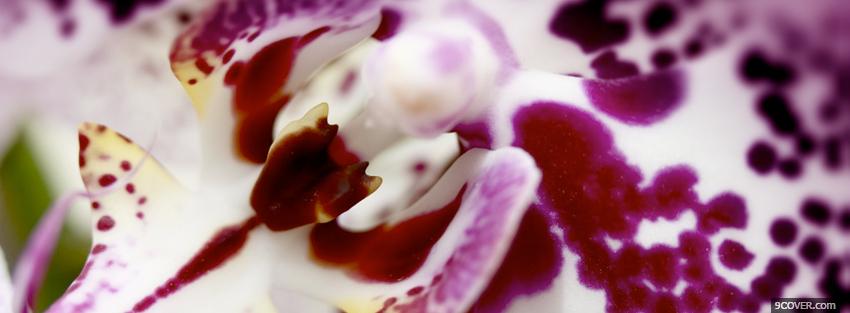 Photo orchid flower nature Facebook Cover for Free