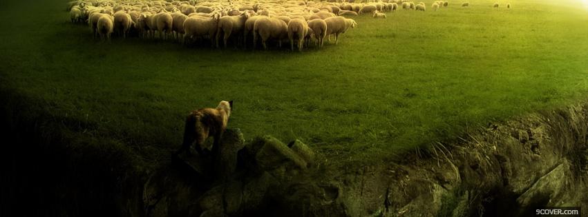 Photo sheep grass nature Facebook Cover for Free
