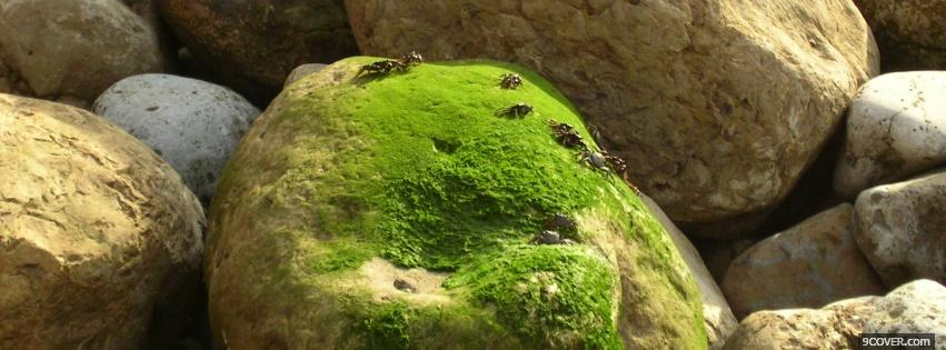Photo rocks and moss nature Facebook Cover for Free