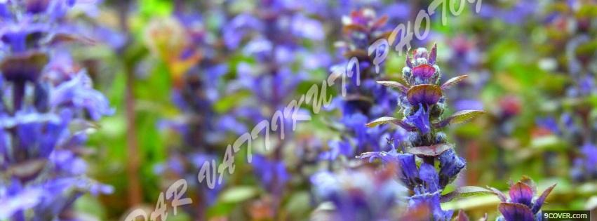 Photo violet flowers nature Facebook Cover for Free