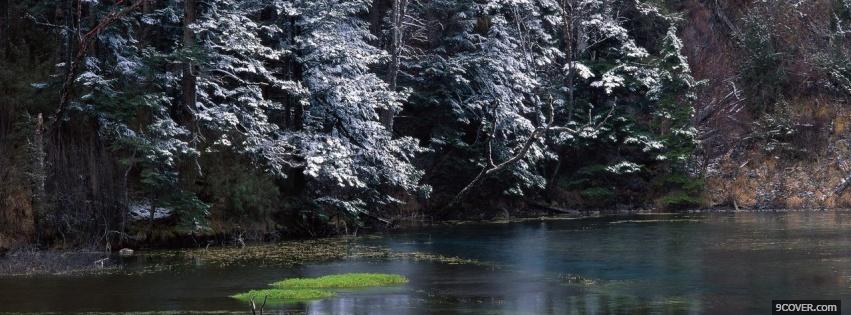 Photo pine trees nature Facebook Cover for Free