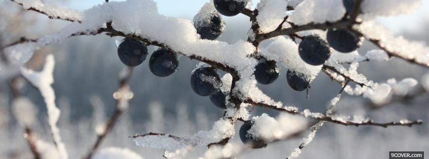 Photo snow and fruits nature Facebook Cover for Free