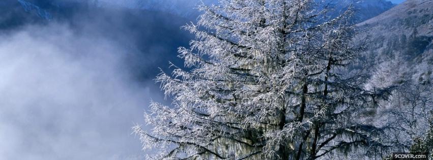 Photo pine tree snow nature Facebook Cover for Free