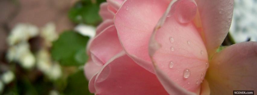 Photo pink wet rose nature Facebook Cover for Free