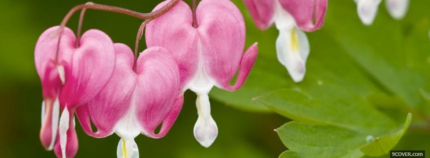 Photo pink white flowers nature Facebook Cover for Free