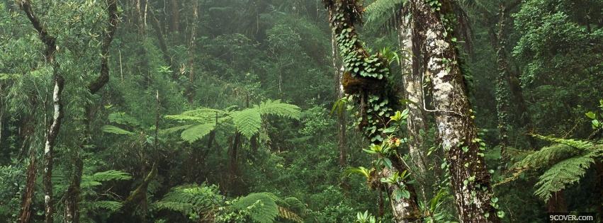 Photo rainforest nature Facebook Cover for Free