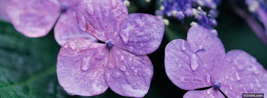 Photo rain purple flowers nature Facebook Cover for Free