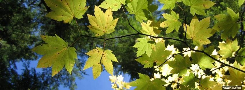 Photo summer leaves nature Facebook Cover for Free