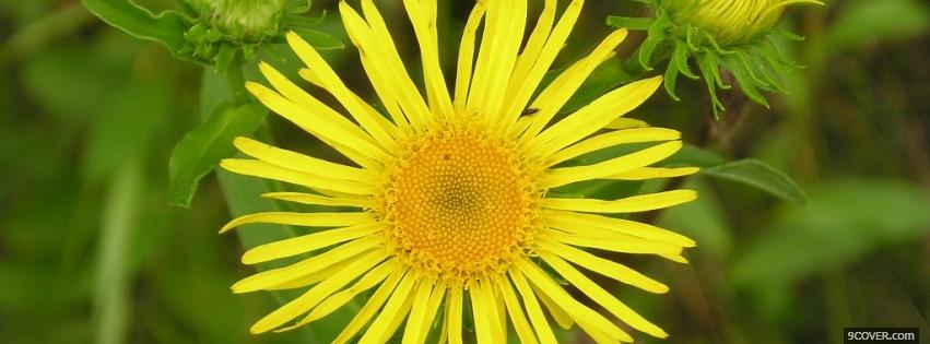 Photo summer flower nature Facebook Cover for Free