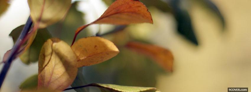 Photo plain leaves nature Facebook Cover for Free