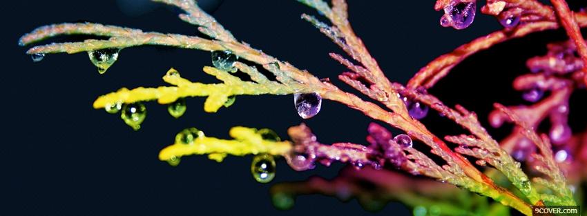 Photo rainbow plant nature Facebook Cover for Free